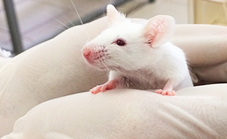 Após usarem neuroprótese, ratos cegos aprendem a se orientar em um labirinto como se enxergassem.